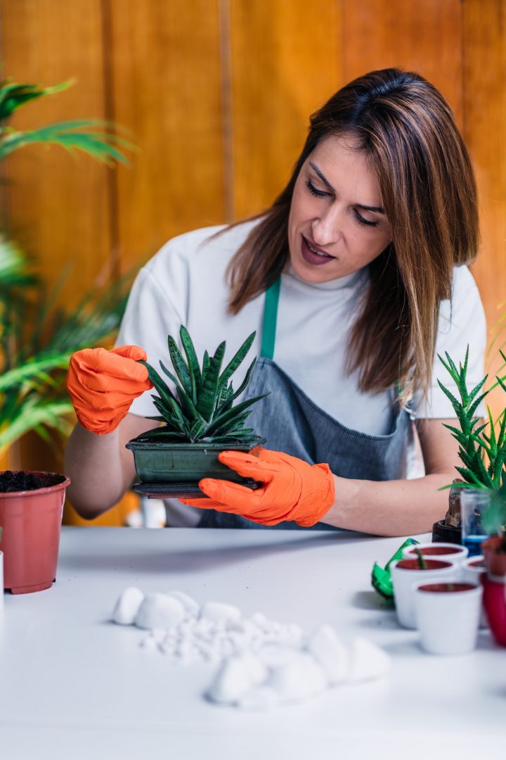 Indoor Gardening, Starting a Home Garden